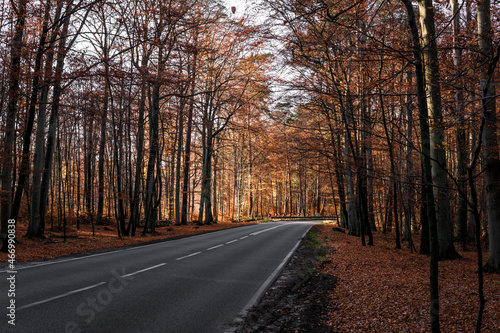 Asphalt road in autumn forest at sunny day. 