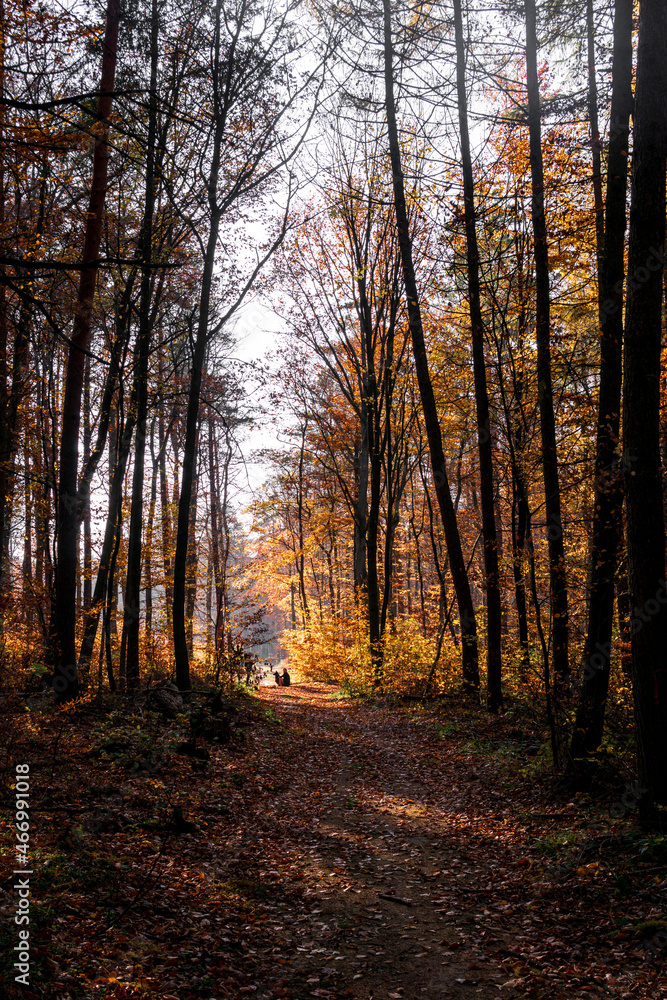 Sunny day in forest at autumn Sunny day in forest at autumn