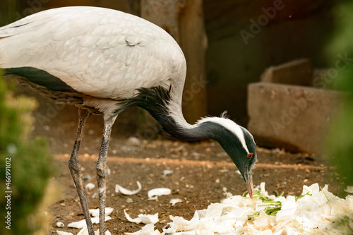 Portrait of a bird in the zoo, Anthropoides virgo, a locked bird in a cage. photo