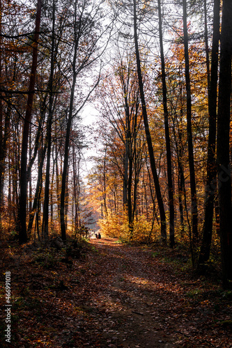 Sunny day in forest at autumn