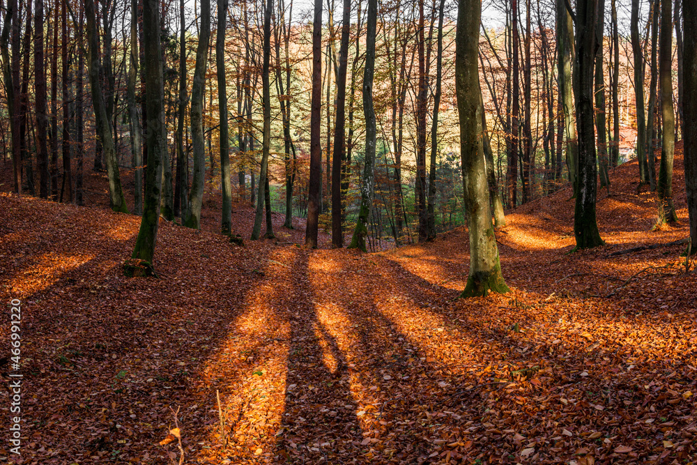 Obraz premium Sunny day in forest at autumn