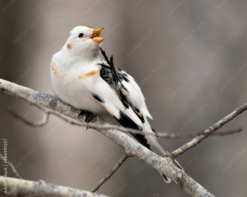 Snow Bunting bird Photo Stock. Close-up view, perched on a tree branch and scratching its neck and open beak in its environment and habitat with a blur background. Bunting bird Image. Picture. Snow Bunting bird Photo Stock. Close-up view, perched on a tree branch and scratching its neck and open beak in its environment and habitat with a blur background. Bunting bird Image. Picture.