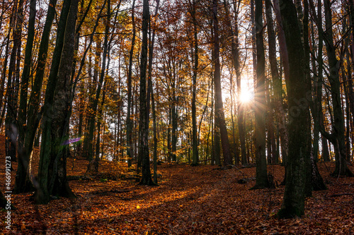 Sunny day in forest at autumn