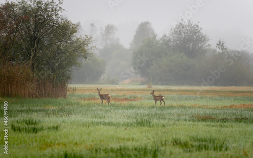A deer with its young one
