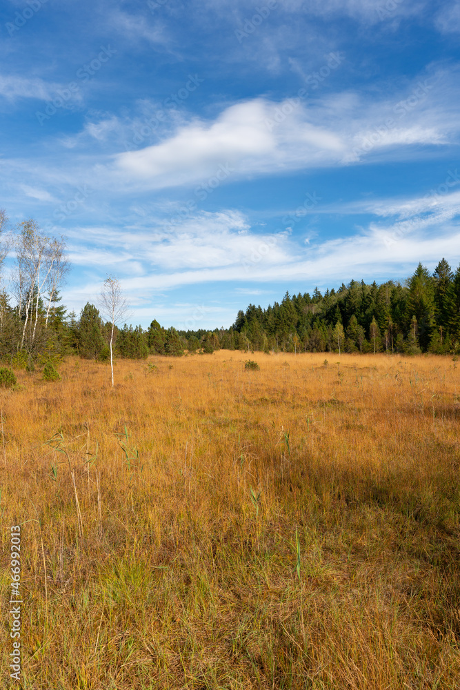 A marshy meadow in autumn
