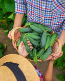 The child and father are holding cucumbers in their hands. Selective focus.
