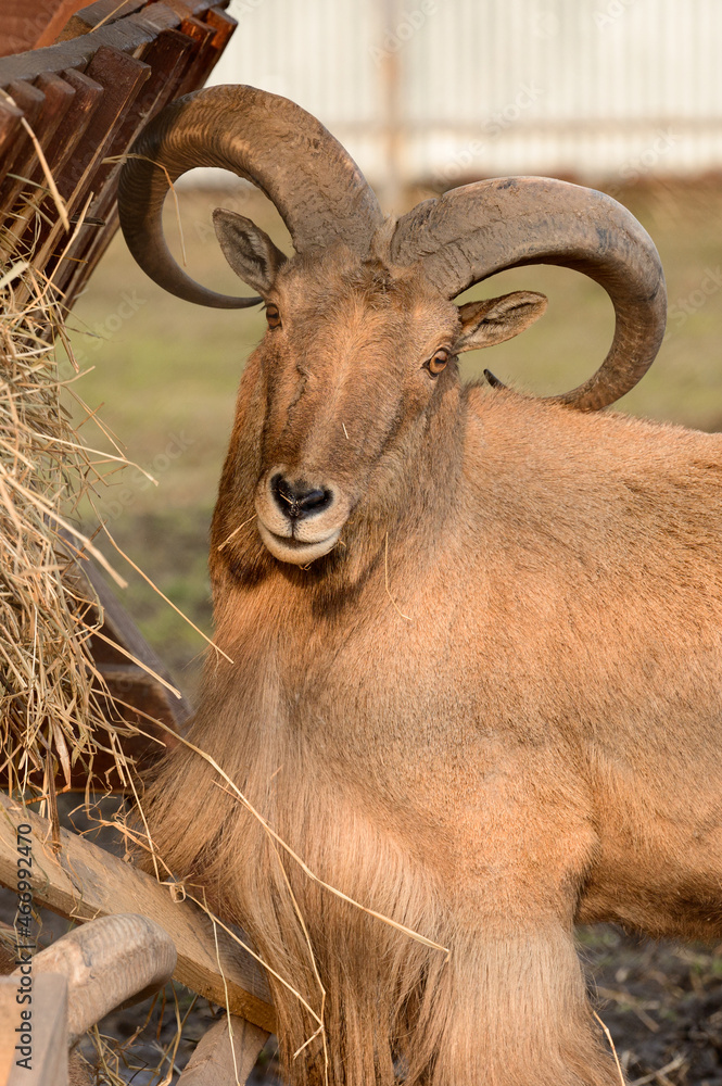 Maned ram eats hay, an animal in the zoo. Maned ram eats hay, an animal in the zoo.