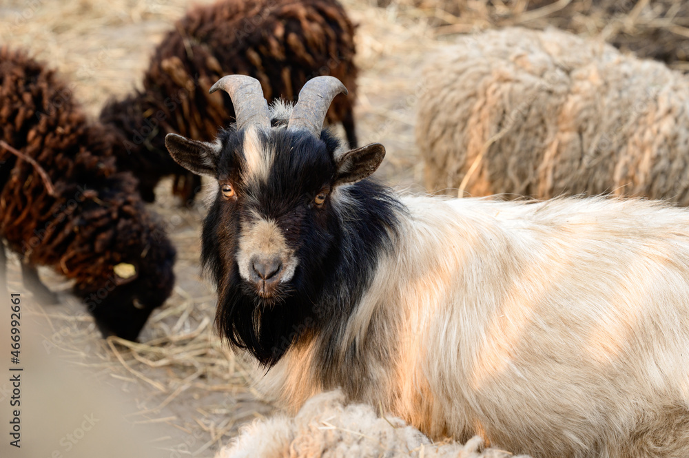 Welsh goat with large and sharp horns, a zoo with unusual animals. Welsh goat with large and sharp horns, a zoo with unusual animals.
