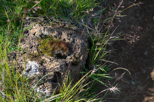 Closeup of lichen and moss growing on a rock Eldborg crater near Borgarnes South Iceland