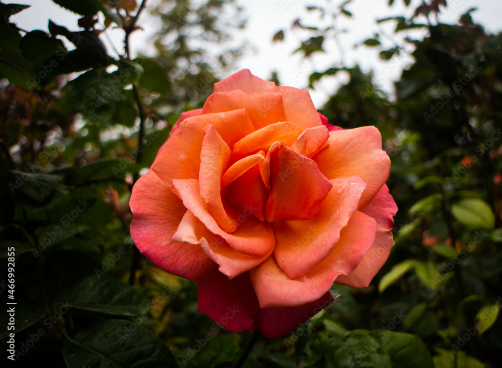 fleur orange au milieu d'une forêt fleur orange au milieu d'une forêt