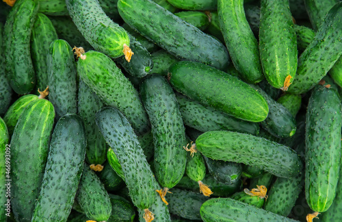 Harvest cucumbers in the garden. Selective focus.