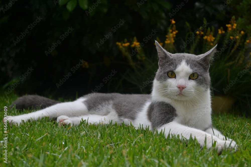 A cat resting on the grass