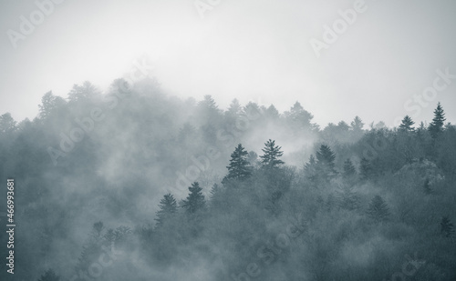 Mysterious black mountain forest in the fog © Marc Andreu
