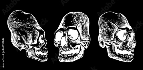 Graphical set of Mayan skulls isolated on black, long skull of ancient tribe, vector illustration, .Paleontological artifact
