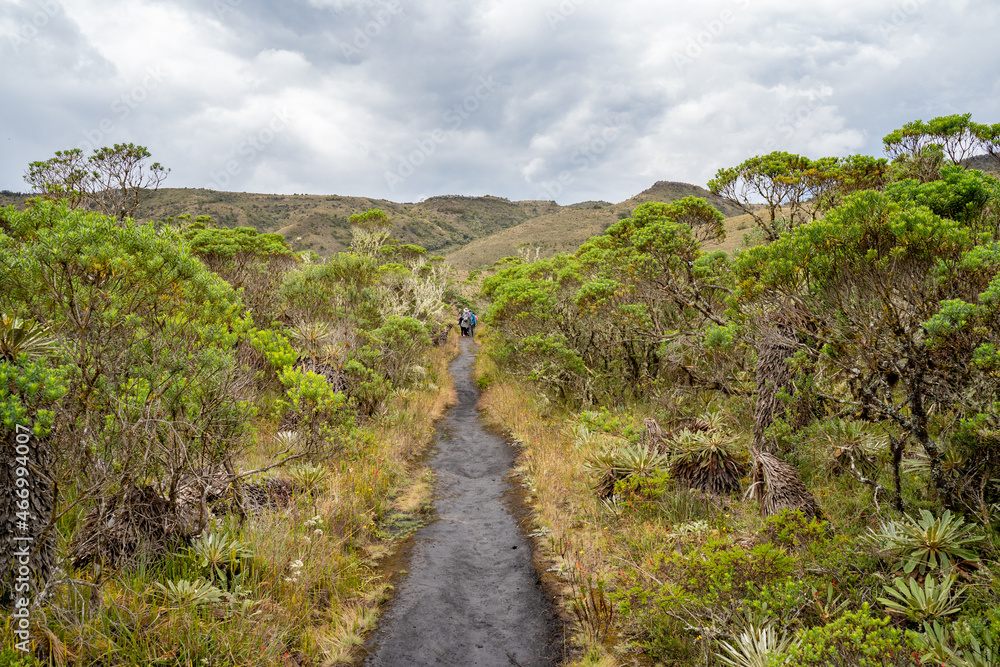 Hike to Paramo de Guacheneque, birthplace of the Bogota River. Path between the vegetation of the andes, at Villapinzón, Cundinamarca, Colombia