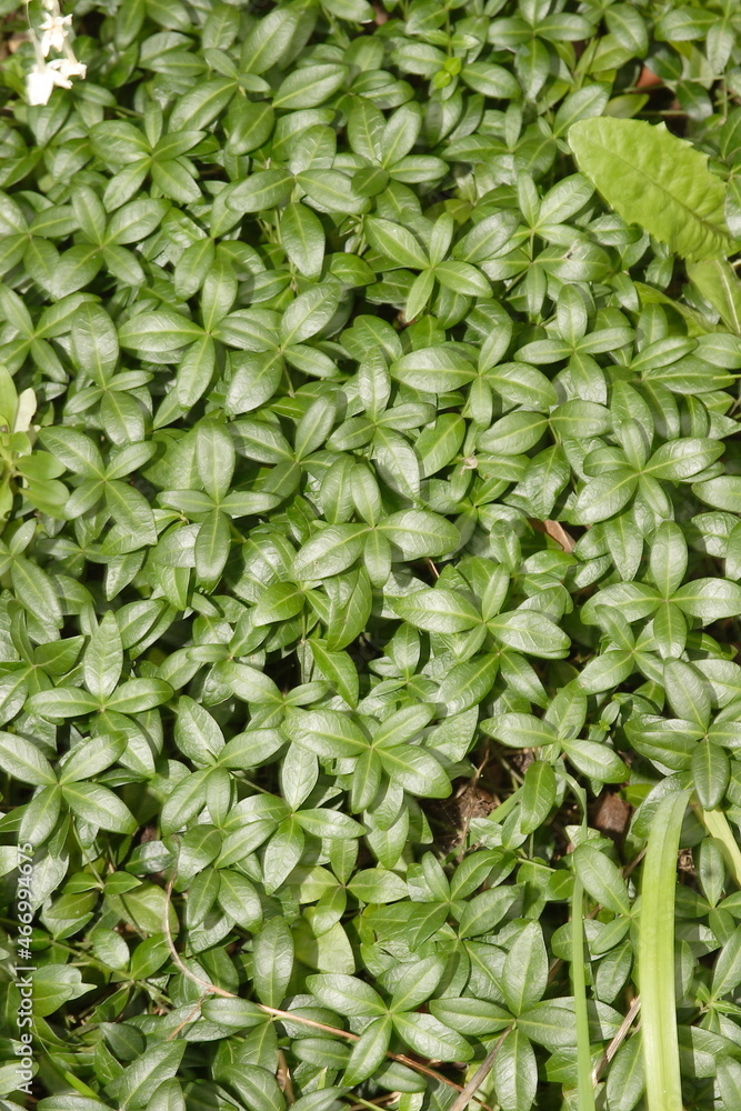 Green background of periwinkle leaves. High quality photo Green background of periwinkle leaves. High quality photo