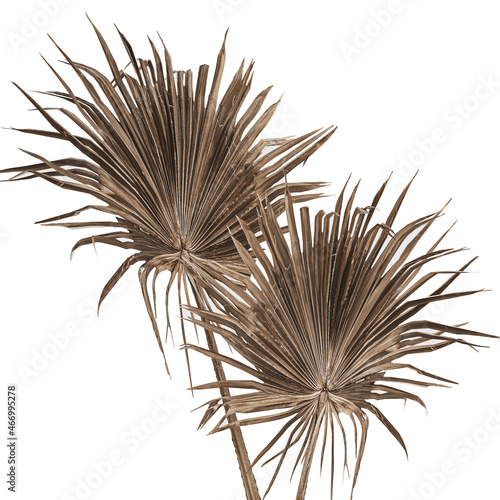 decorative Floral bouquet of dry palm leaves in a glass vase on a white background