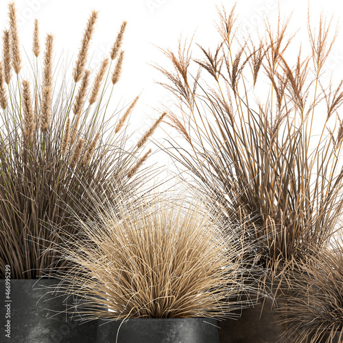 pampas in rusty pot isolated on white background