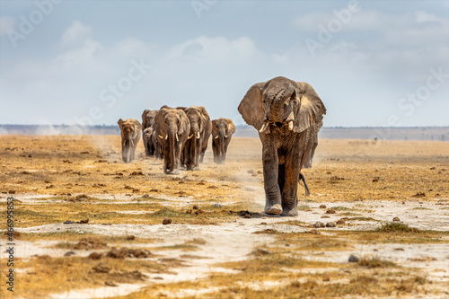 Canvas Print Elephant Leading Others Walking Down Path in Africa