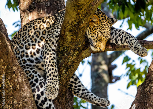 Canvas Print Leopard Sleeping While Hanging Over Tree Branch