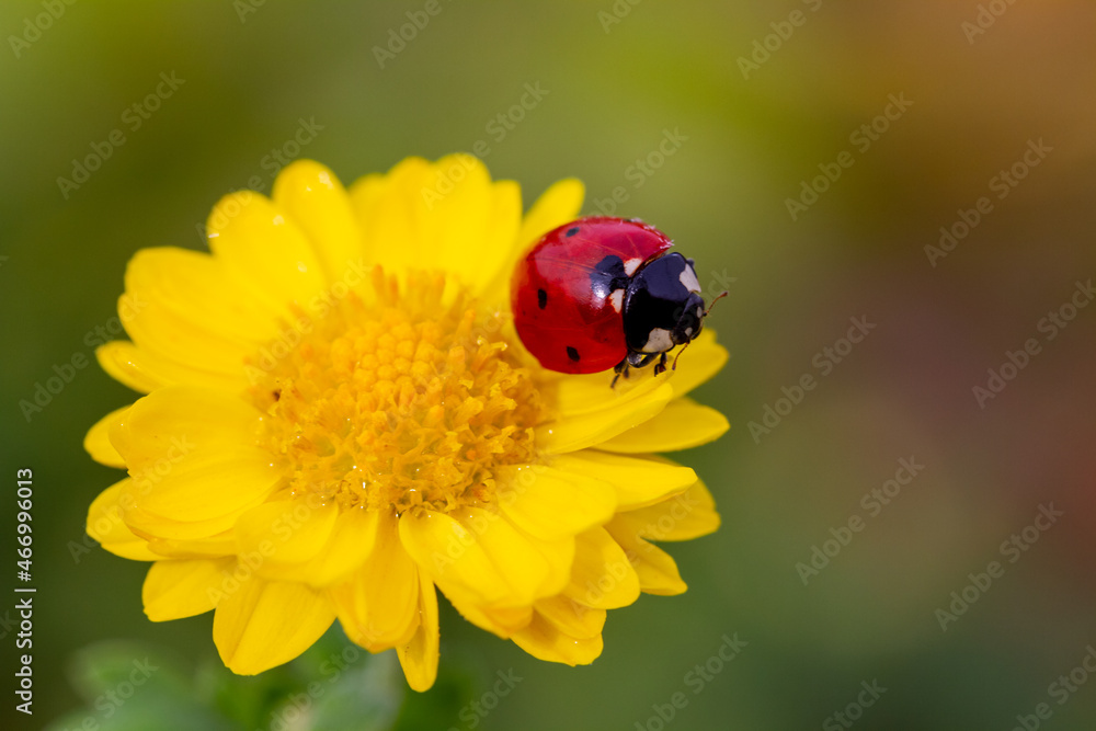 ladybug sitting on white flower. ladybug sitting on white flower.