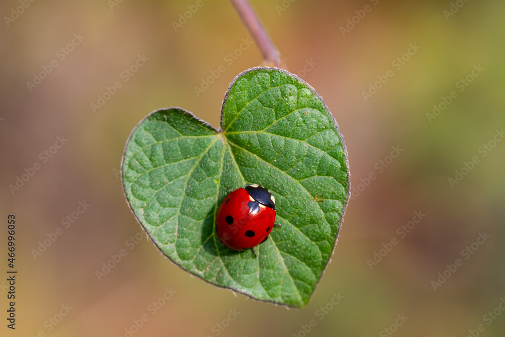 Fototapeta premium Ladybug on the leaf in the garden