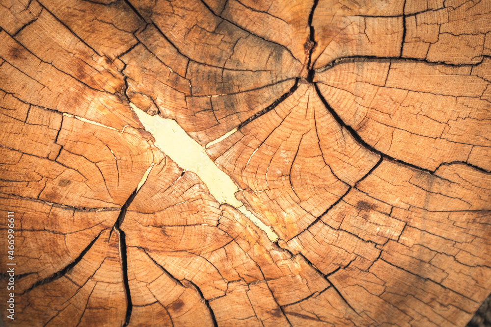 wood log texture pattern background nature draw sapwood and cracks ...