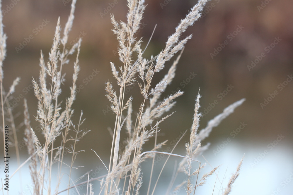 dry grass dry grass