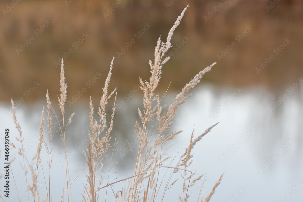 dry grass dry grass