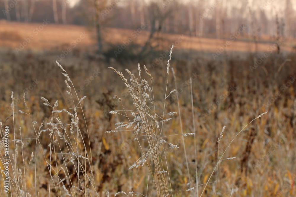Fototapeta premium dry grass