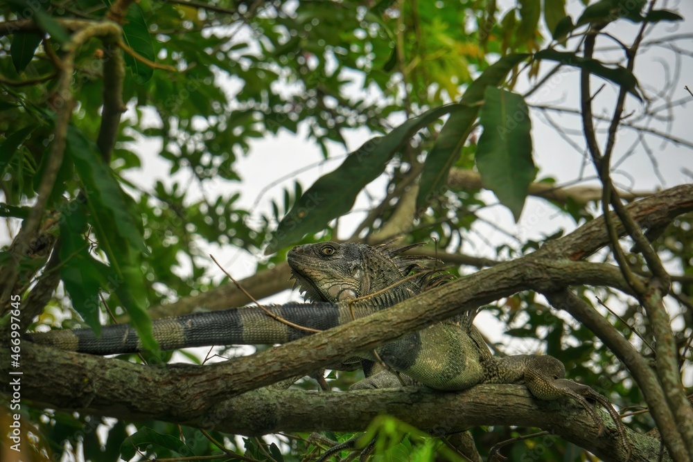 Fototapeta premium iguana on the tree