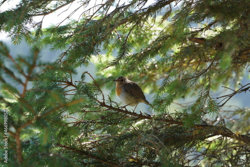 bird Malinovka on a tree