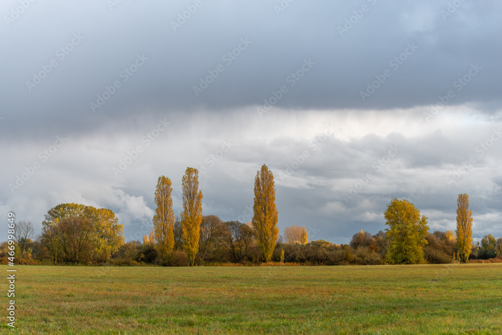 Trees with yellow leaves in the countryside in rainy weather in autumn.