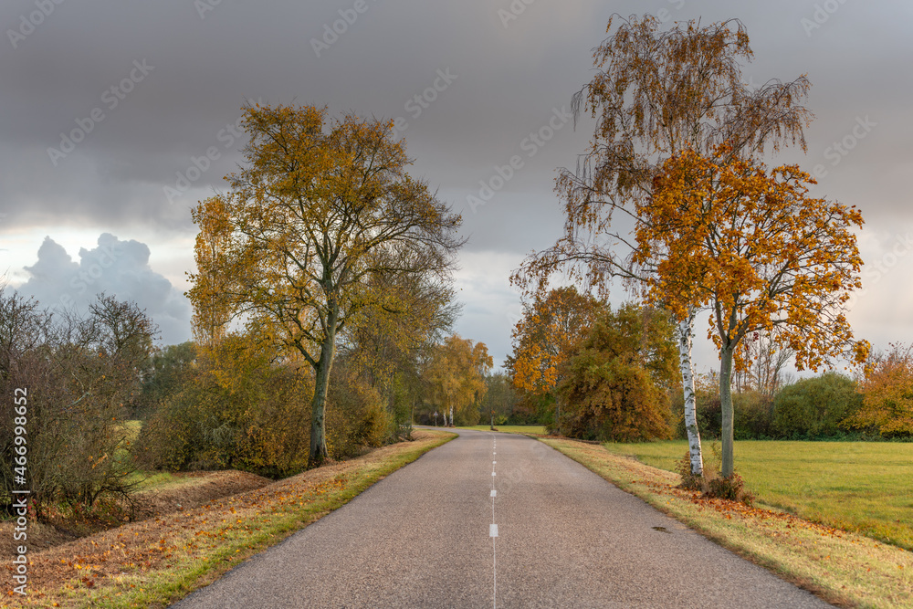 Country road lined with trees in autumn.