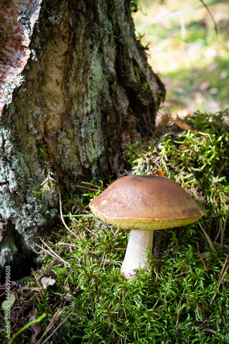 Edible thin porcini mushroom in nature. Royal cep mushrooms food. Boletus growing in wild forest in Belarus