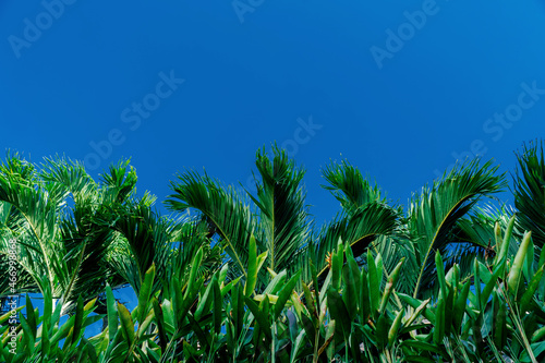Fototapeta Naklejka Na Ścianę i Meble -  A tropical garden against a blue sky. Abstract tropical background. Branches of green trees against the blue sky.