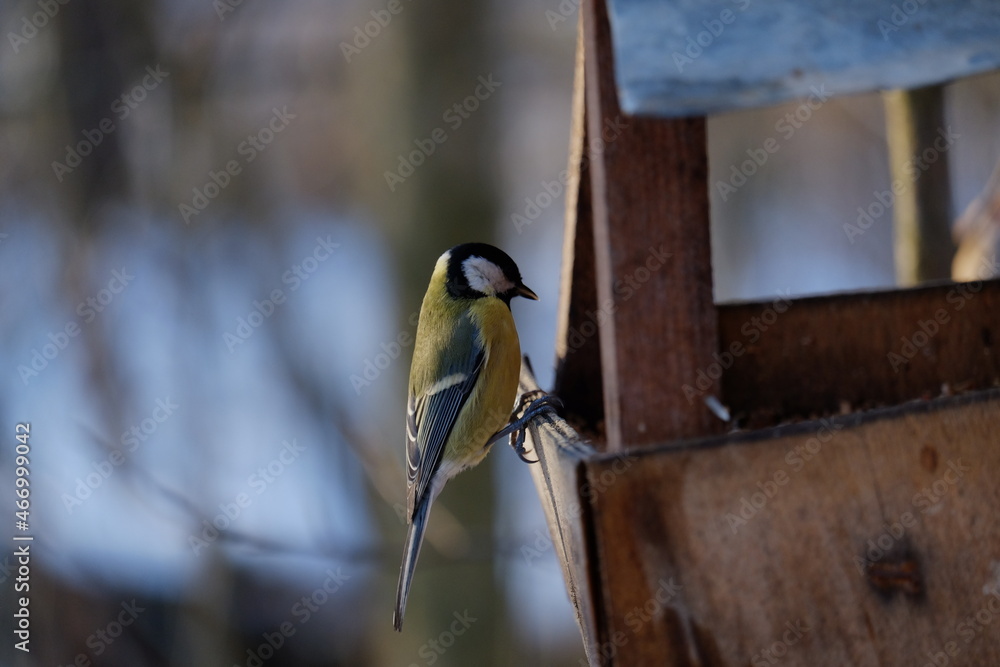 Naklejka premium a woodpecker