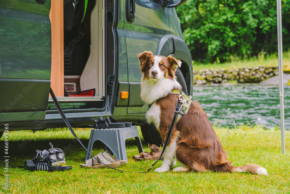 trip with pet. Happy Brown Dog Border Collie travel by car. Border Collie dog sitting near car camping on grass near mountain river in norway. Holiday with camper and dog. doggy ready for travel - obrazy, fototapety, plakaty 