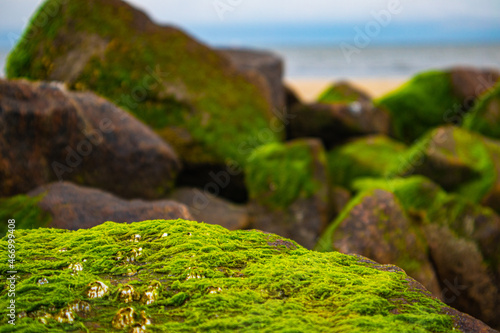 Wellenbrecher mit grünen Algen