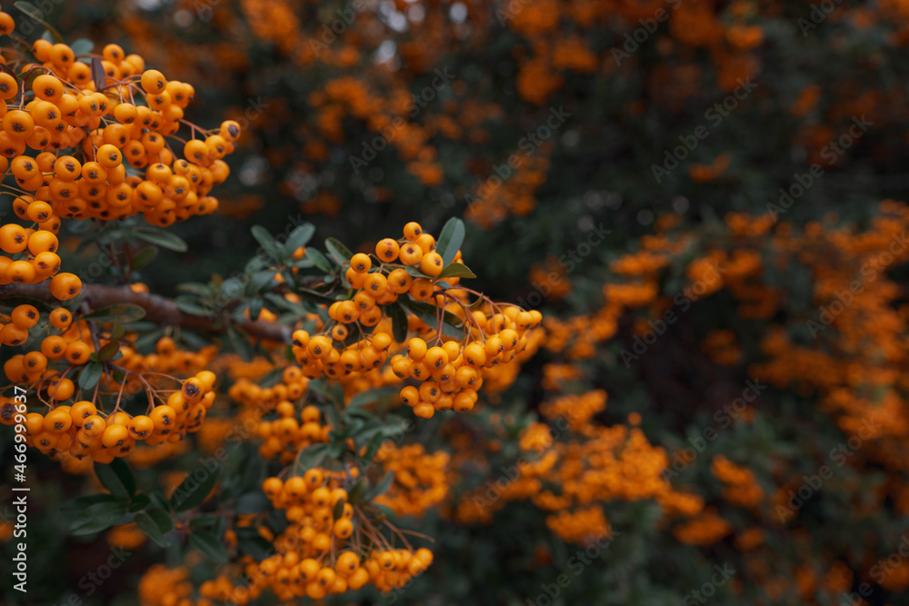 Rowanberries sour but rich vitamin C. Pyracantha plant, also known as firethorn in a garden in a sunny autumn day, beautiful outdoor floral background photographed with soft focus