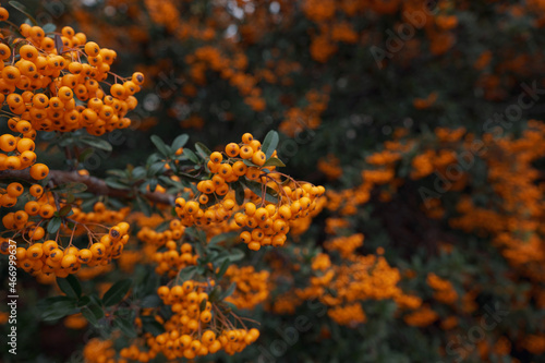 Rowanberries sour but rich vitamin C. Pyracantha plant  also known as firethorn in a garden in a sunny autumn day  beautiful outdoor floral background photographed with soft focus