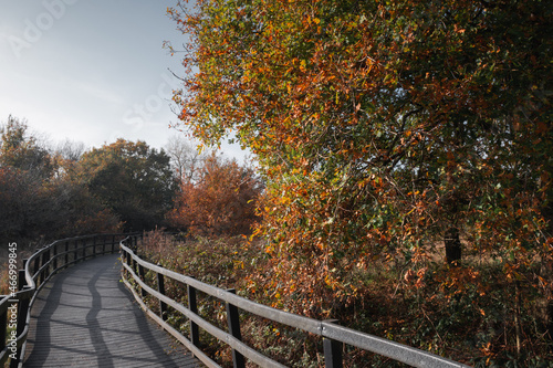 Walking path through the autumn park