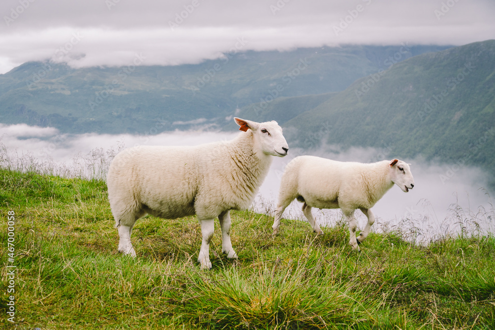 sheeps on mountain farm on cloudy day. Norwegian landscape with sheep grazing in valley. Sheep on mountaintop Norway. Ecological breeding. Sheep eat boxwood. Ewe sheep grazing on pasture in mountain sheeps on mountain farm on cloudy day. Norwegian landscape with sheep grazing in valley. Sheep on mountaintop Norway. Ecological breeding. Sheep eat boxwood. Ewe sheep grazing on pasture in mountain