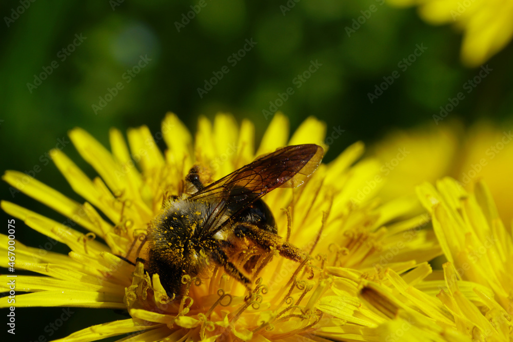 Close-up of Caucasian wild bee in yellow dandelion flower Close-up of Caucasian wild bee in yellow dandelion flower