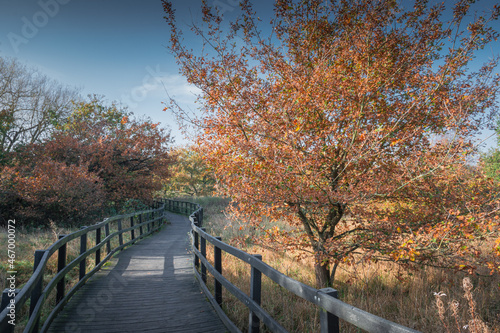 Walking path through the autumn park