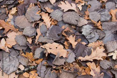 Autumn leaves on the ground in the forest. Background from bright leaves. View from above.