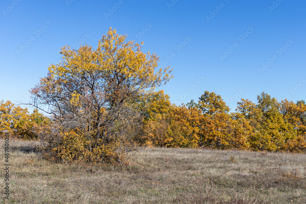 Fototapeta premium Autumn landscape of Cherna Gora (Monte Negro) mountain, Bulgaria