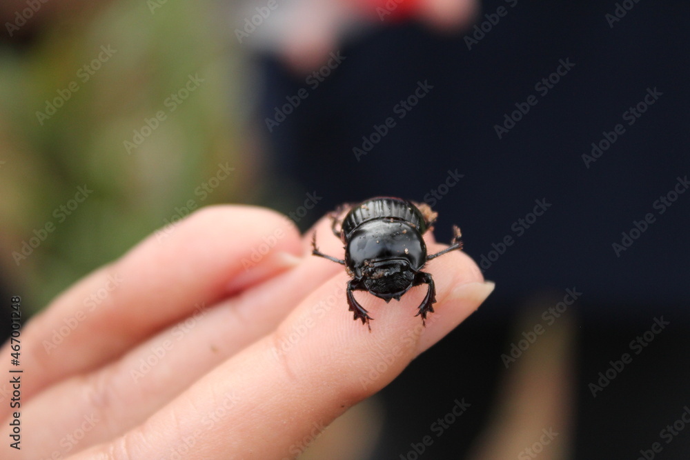 beetle on the palm beetle on the palm