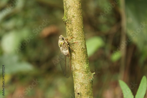 Cicada