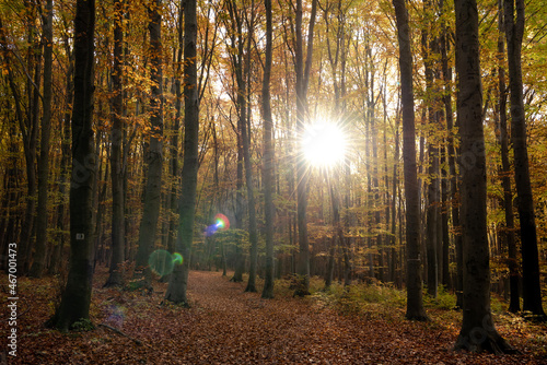 Autumn forest, autumn leaves, fall nature. Forest with sunlight. Warm autumn day outdoors. Bakony, Hungary
